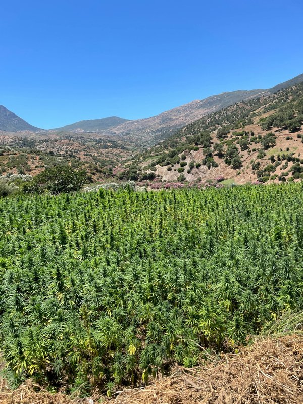 Guide d'achat : og kush ou mango haze, quelle fleur de chanvre choisir ?